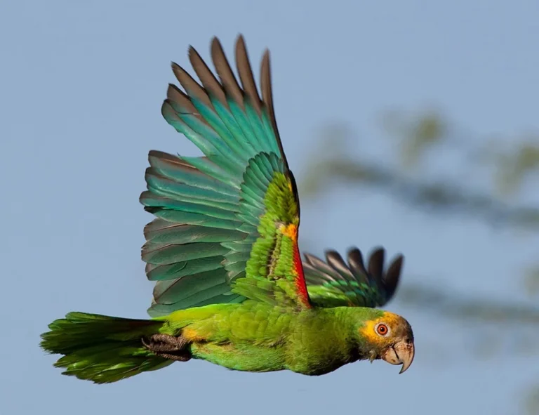 Provita libera 222 crías de cotorra margariteña, especie amenazada en Venezuela